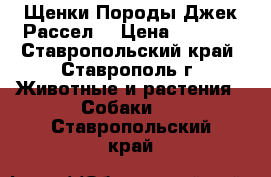 Щенки Породы Джек Рассел  › Цена ­ 4 000 - Ставропольский край, Ставрополь г. Животные и растения » Собаки   . Ставропольский край